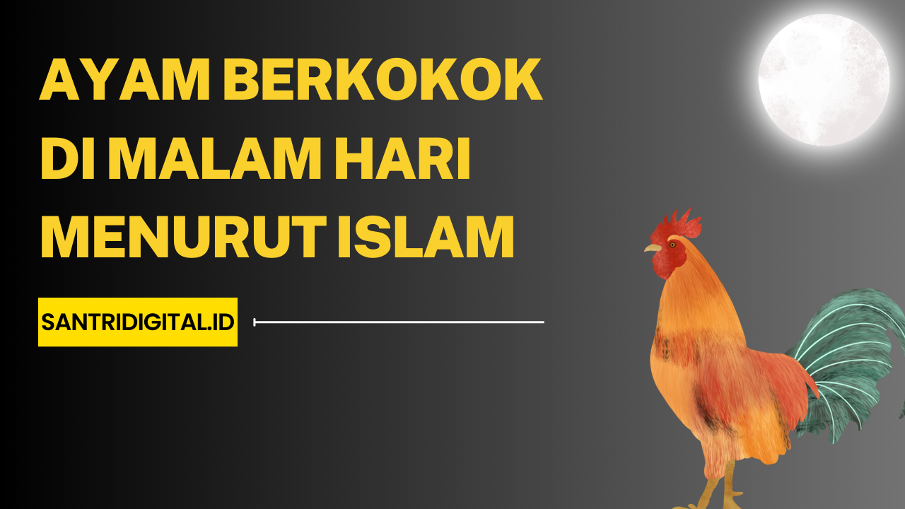 Ayam Berkokok di Malam Hari Menurut Islam Makna dan Hikmah